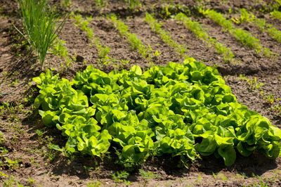 High angle view of fresh green field