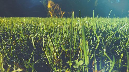 Plants growing on grassy field