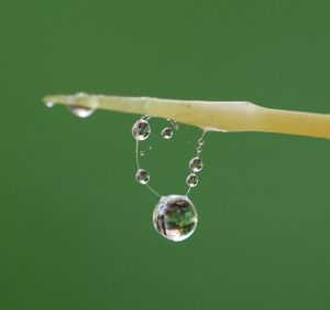 Close-up of water drops on leaf against green background