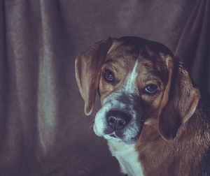 Close-up portrait of dog