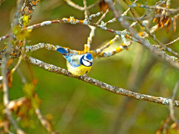 Bluetit perching on branch