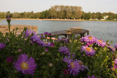 Close-up of flowers growing in lake