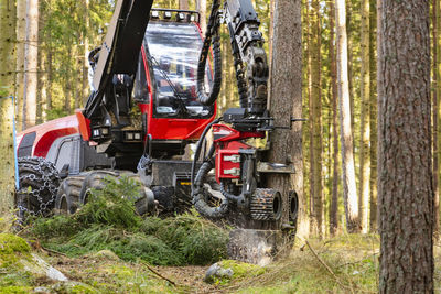 Feller buncher at work