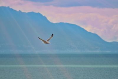 Seagull flying over sea against sky