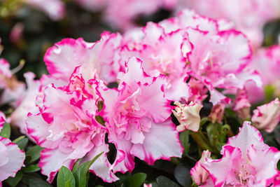 Close-up of pink cherry blossoms