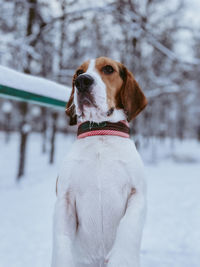 Close-up of dog