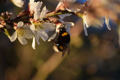 Close-up of bee on white flower