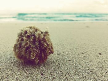 Close-up of sand on beach against sky