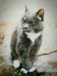 Close-up portrait of cat