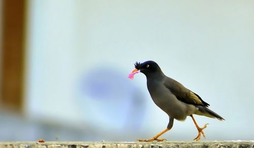 Close-up of bird perching