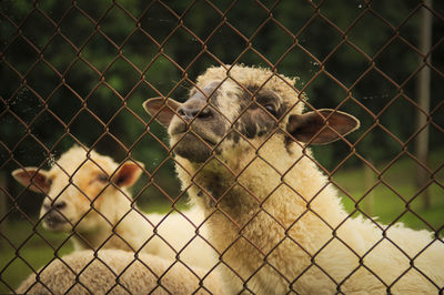 Close-up of sheep seen through chainlink fence