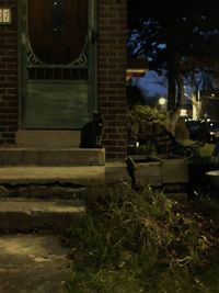 Cat sitting in yard at night