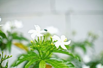 Close-up of white flowering plant