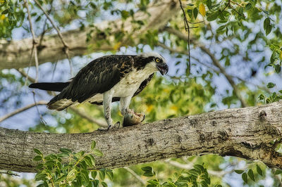 Low angle view of osprey perching on tree