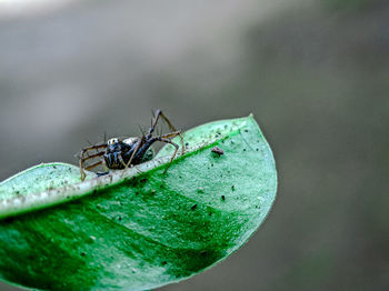 Close-up of fly on leaf