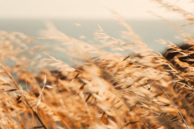 Close-up of wheat field against sky