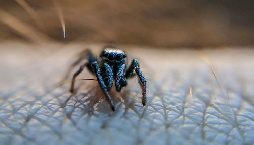 Close-up of spider on skin