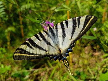 Close-up of butterfly perching on flower