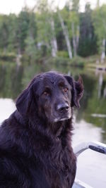 Dog on a boat