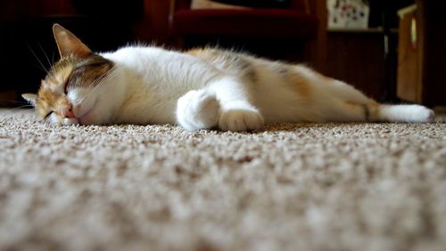 Close-up of cat sleeping on carpet at home