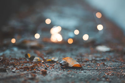 Close-up of dry leaves on street