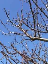 Low angle view of bare tree against blue sky