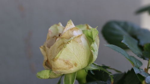 Close-up of rose plant