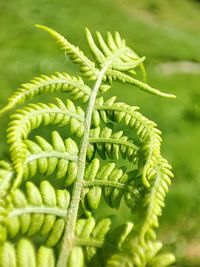 Close-up of green leaves on tree