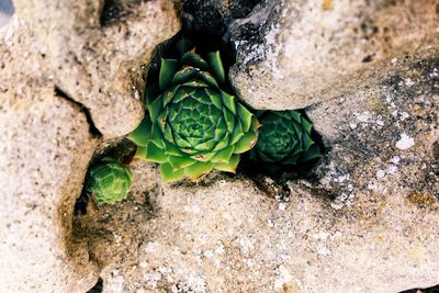 High angle view of plant growing on rock