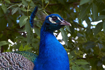 Close-up of peacock