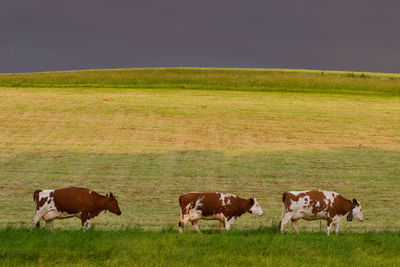 Cows pasturing against greys skys