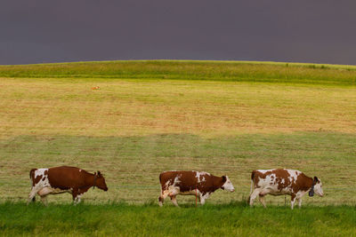 Cows grazing in a field