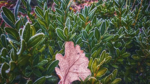 Close-up of dry maple leaves on field