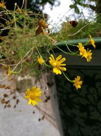 Close-up of yellow flowers blooming outdoors