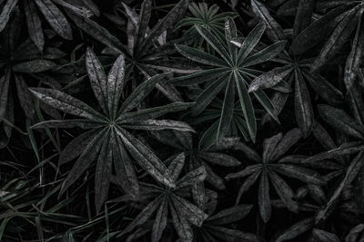 Full frame shot of fresh plants in field