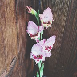 Close-up of pink flowers