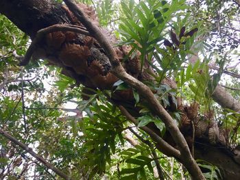 Low angle view of tree