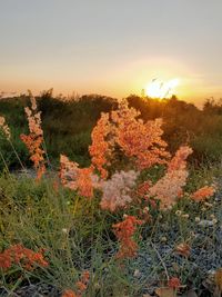 Scenic view of flowering plants on field against sky during sunset