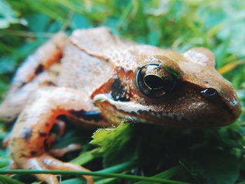 Close-up of snake