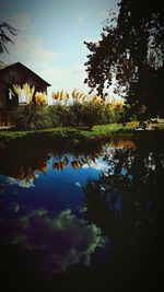 Reflection of trees in water