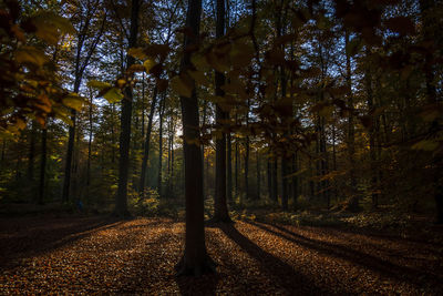 Trees in forest during autumn