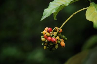 Close-up of red berries growing on plant