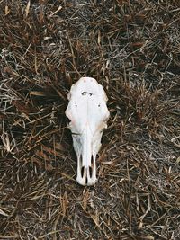 High angle view of animal skull