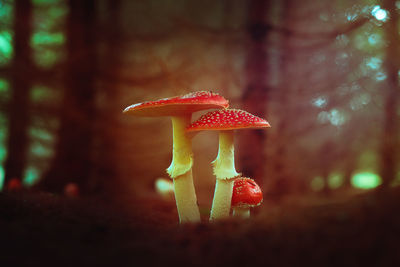 Close-up of mushroom growing in forest