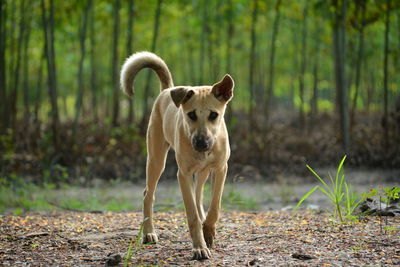 Portrait of dog standing in forest