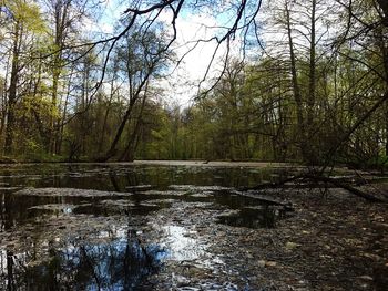 River passing through forest