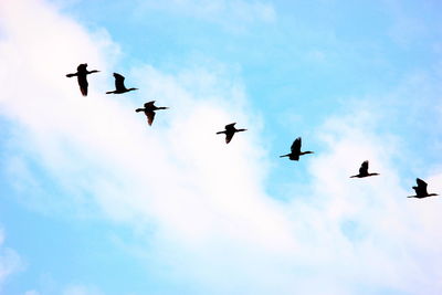 Low angle view of silhouette birds flying in sky