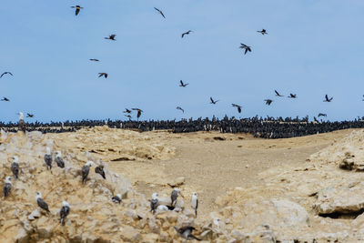 Flock of birds on field against clear sky