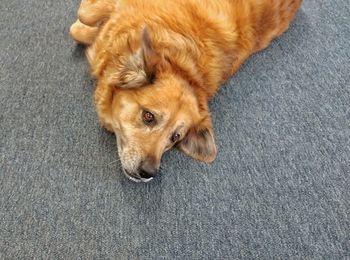 High angle portrait of golden retriever