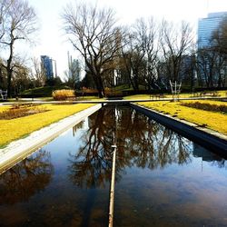 Reflection of bare trees in canal